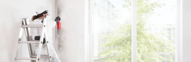 Best Water Damage & Mold Remediation  in Fennimore, WI
