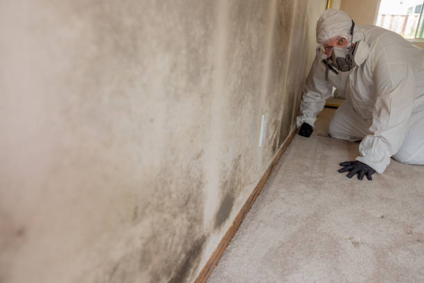 Best Mold-Related Health Consultation  in Fennimore, WI